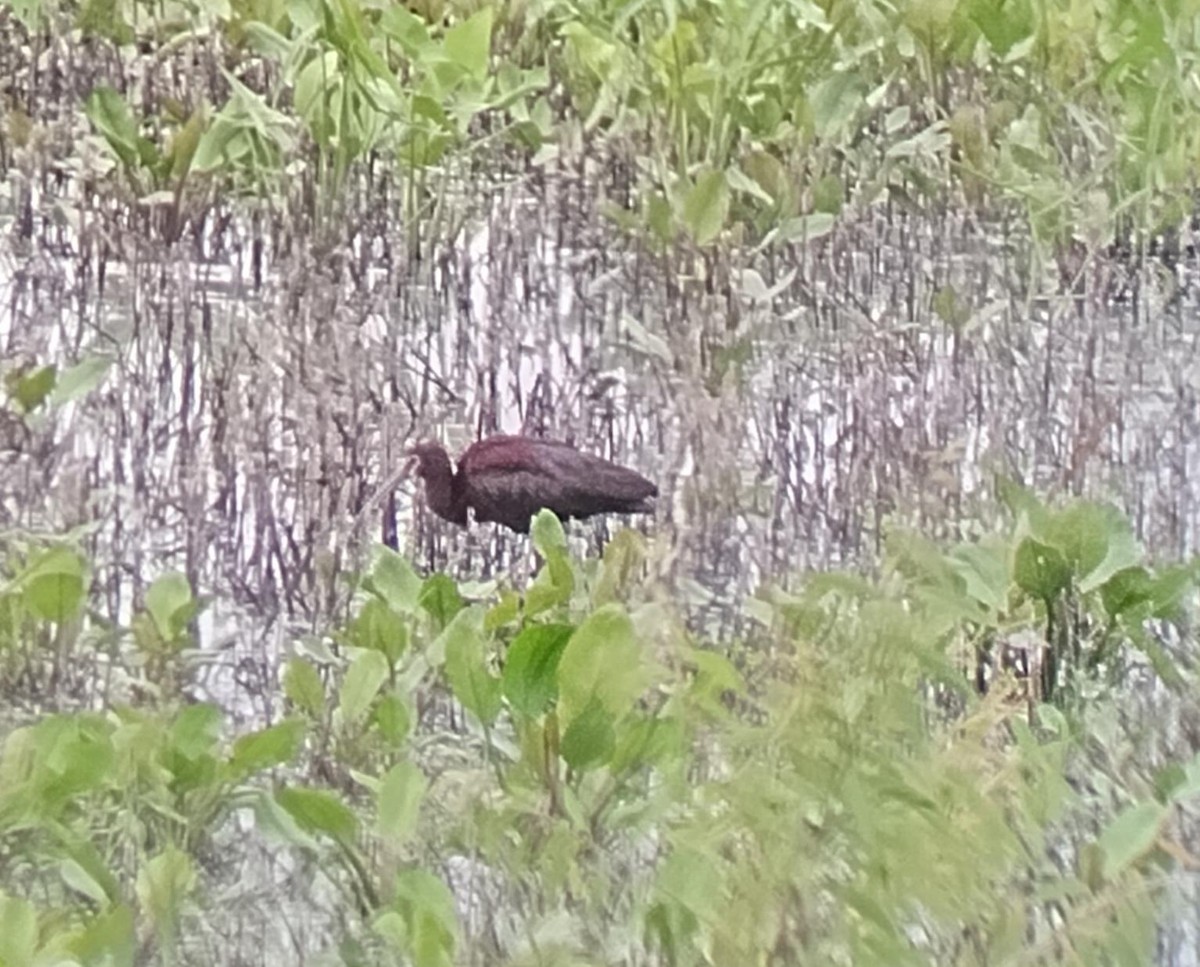 White-faced Ibis - ML589454991