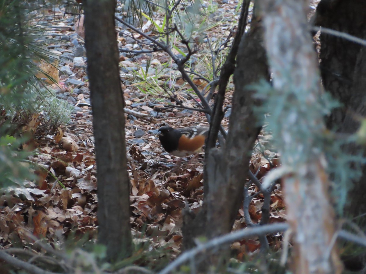 Spotted Towhee - ML589455611