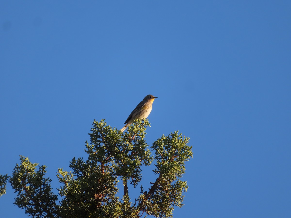 Yellow-rumped Warbler - ML589455631