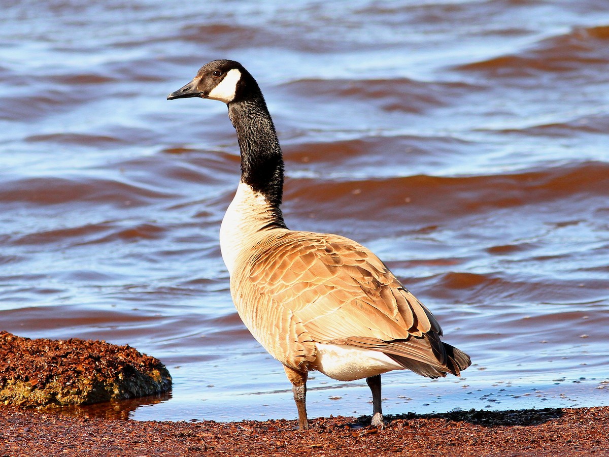 Canada Goose - ML58945611