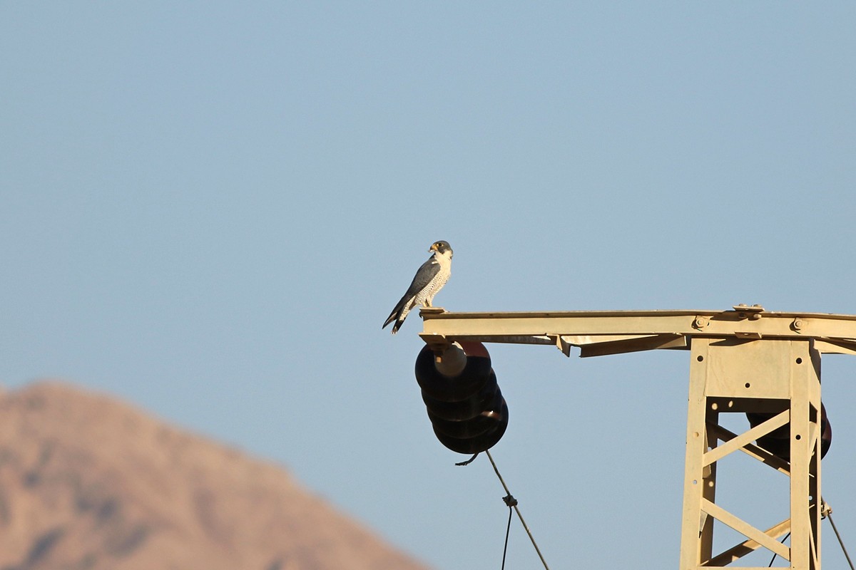 Peregrine Falcon - Zbigniew Wnuk