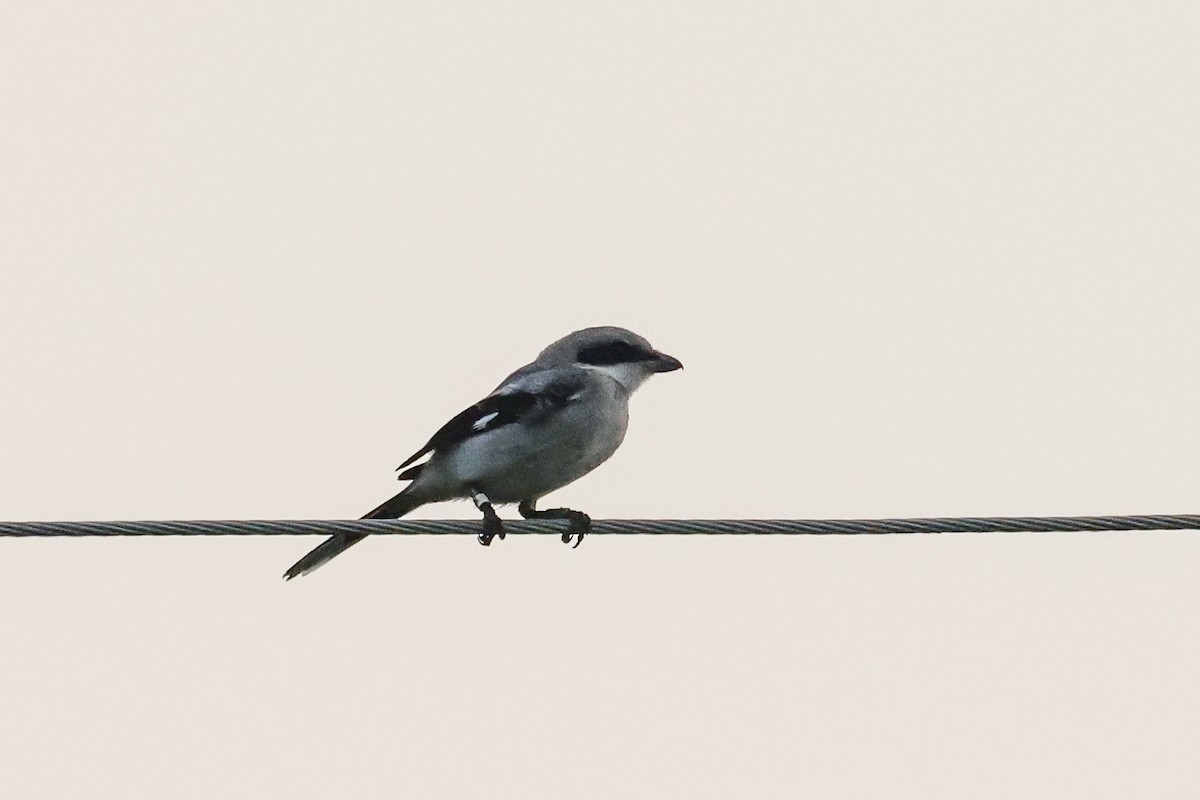 Loggerhead Shrike - ML589456521