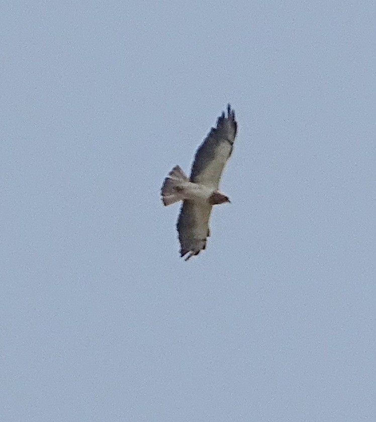 Swainson's Hawk - ML589457701