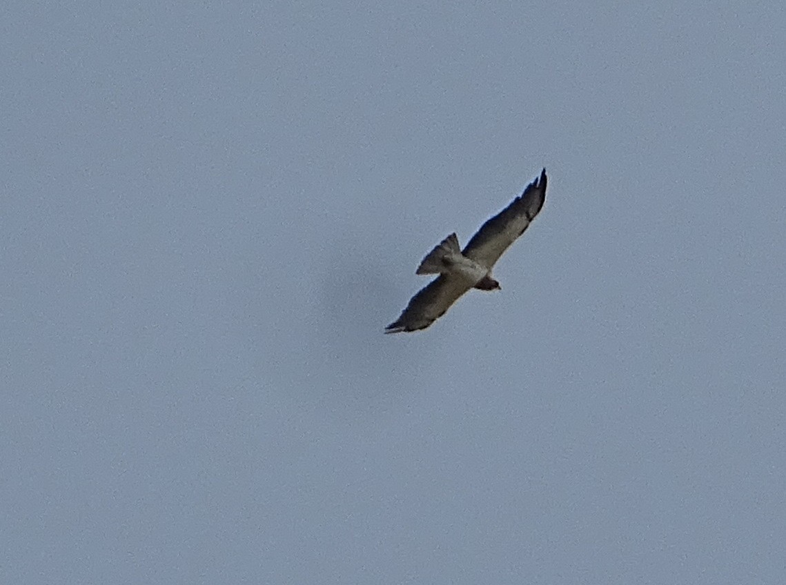 Swainson's Hawk - ML589457711