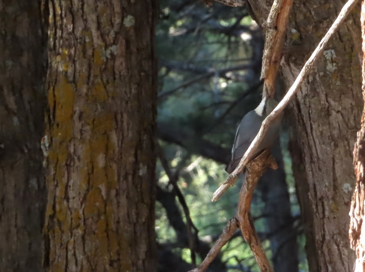 Pygmy Nuthatch - ML589458271