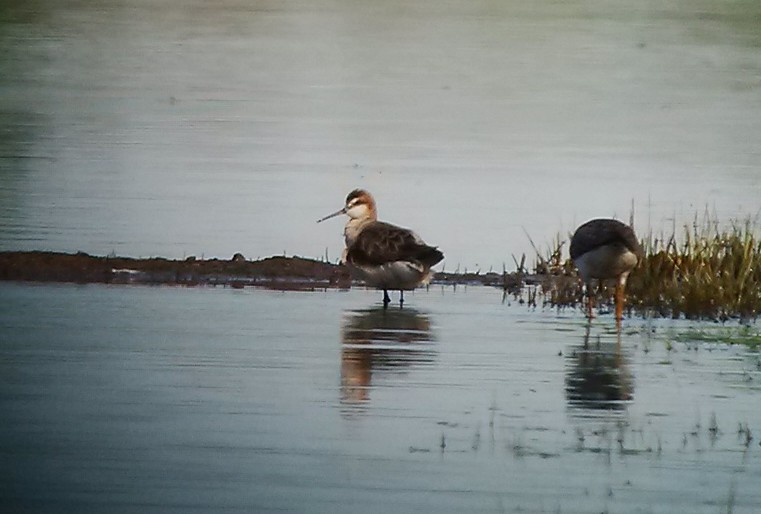 Wilson's Phalarope - Alexandre Nicole