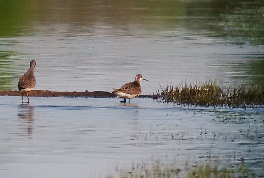 Wilson's Phalarope - ML58945891