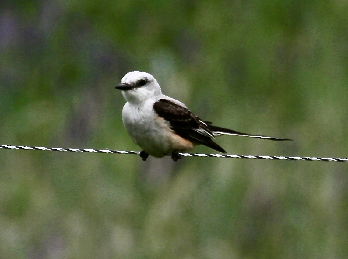 Scissor-tailed Flycatcher - ML589458941