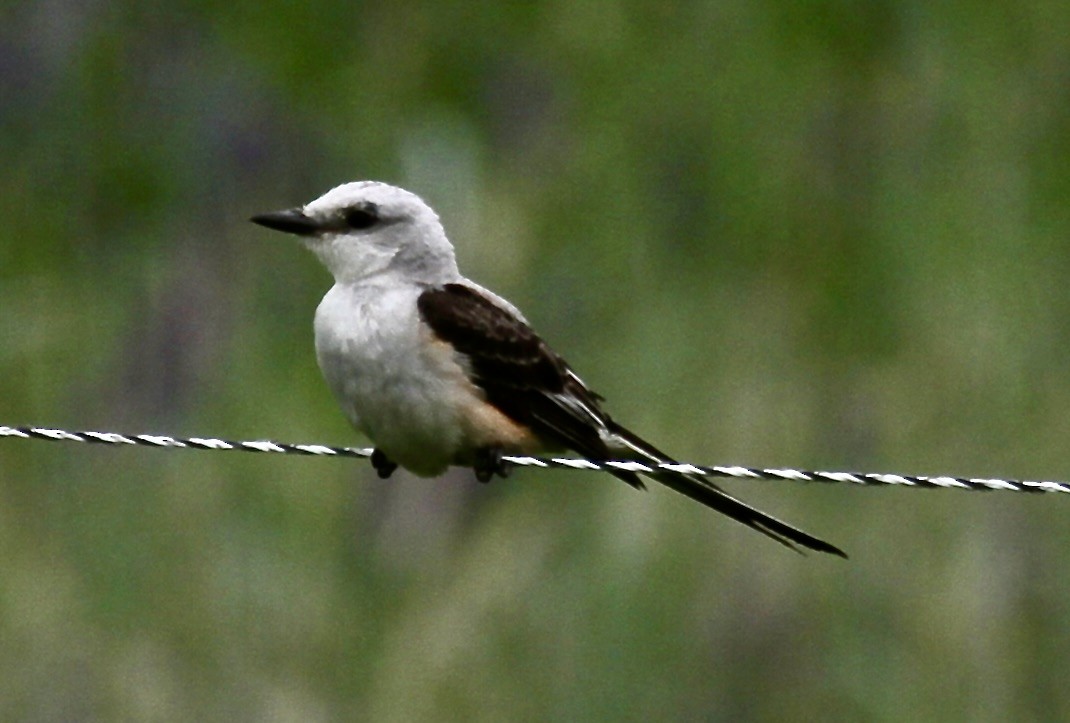 Scissor-tailed Flycatcher - ML589458951