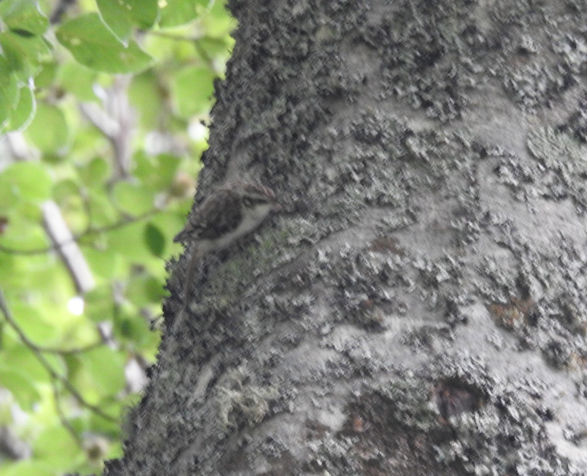 Eurasian Treecreeper - ML589459571