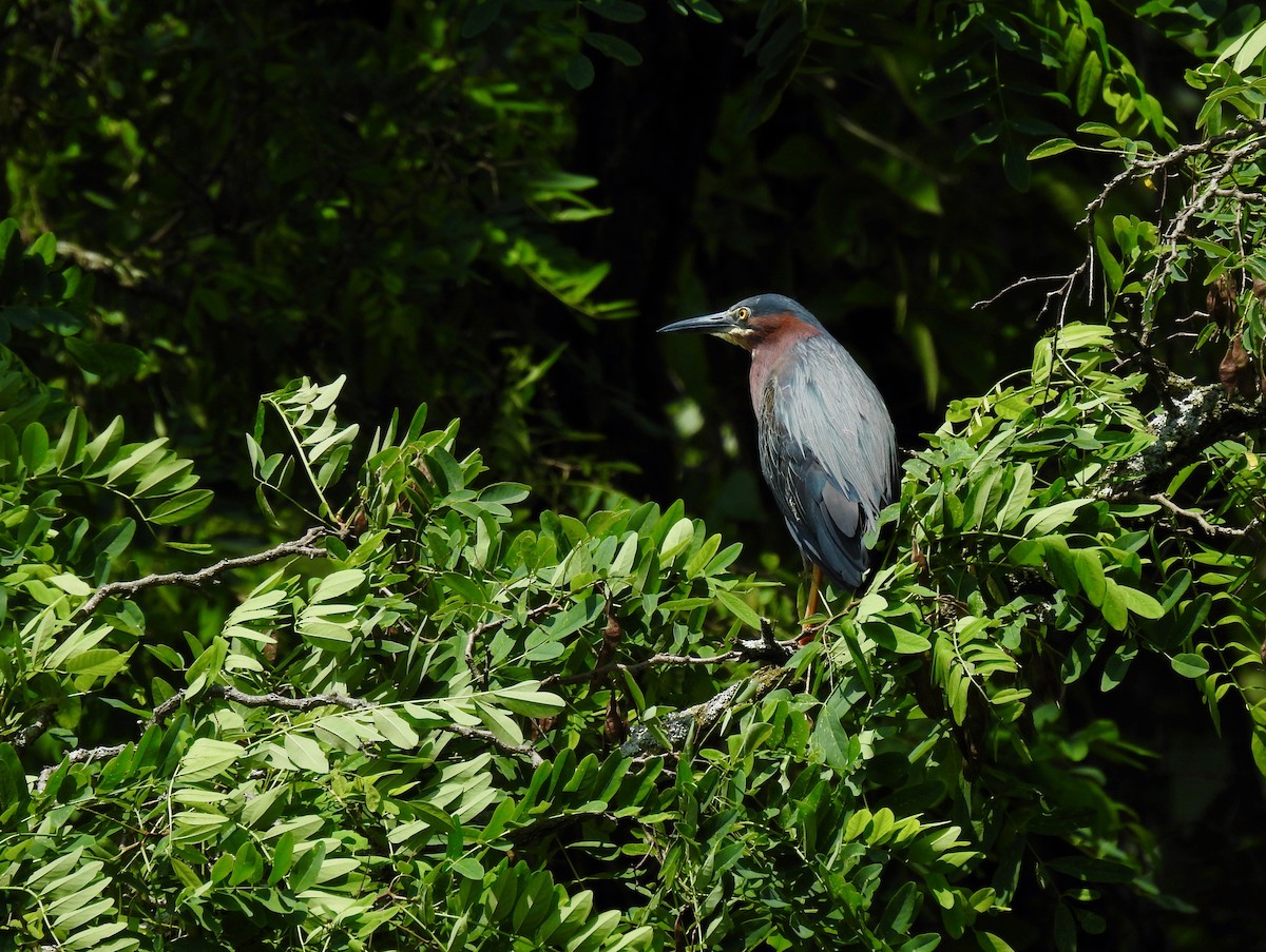 Green Heron - ML589459861