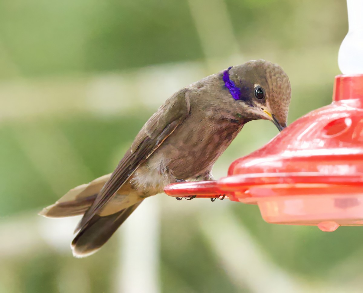 Brown Violetear - Steve and Cyndi Routledge