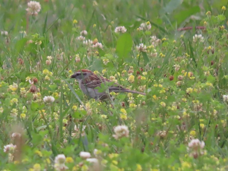 Chipping Sparrow - ML589461291