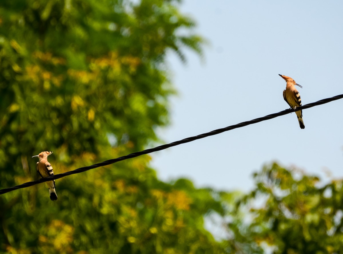 Eurasian Hoopoe - ML589461561