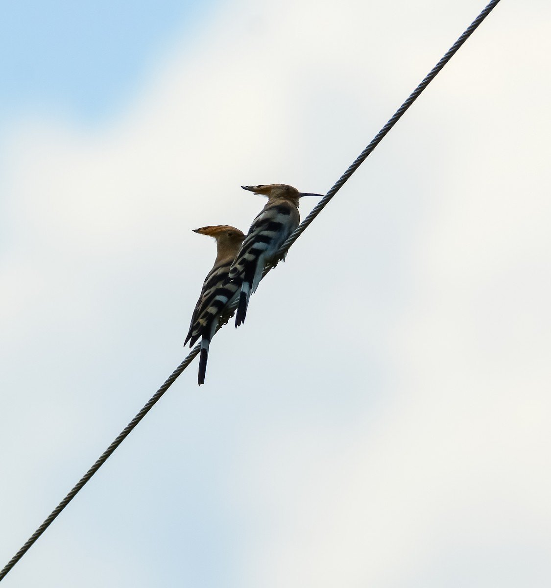 Eurasian Hoopoe - ML589461651