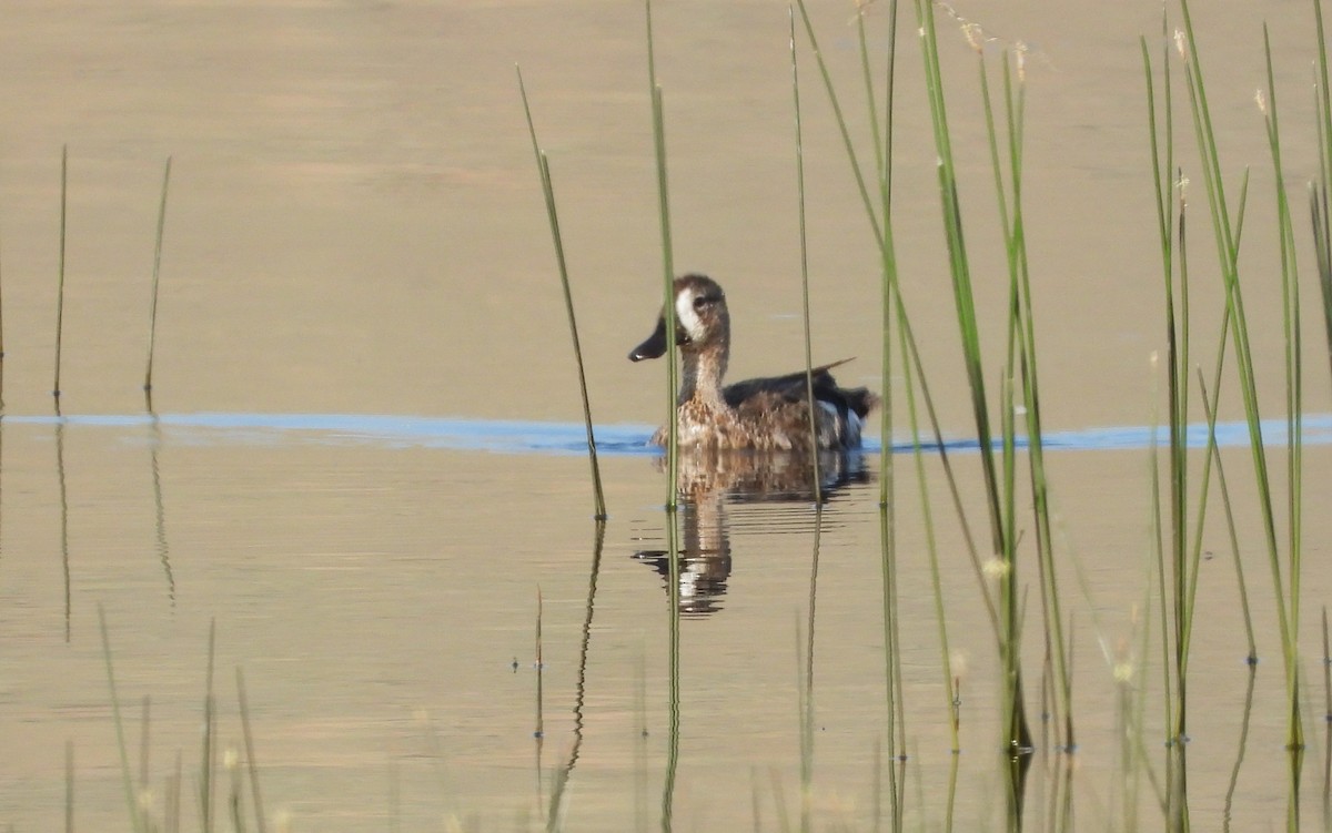 Blue-winged Teal - ML589463511