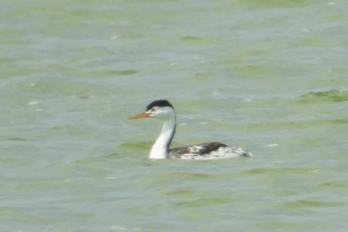 Clark's Grebe - David Lambeth