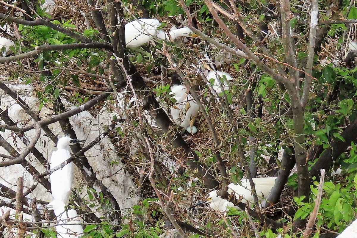 Snowy Egret - Joan Mashburn