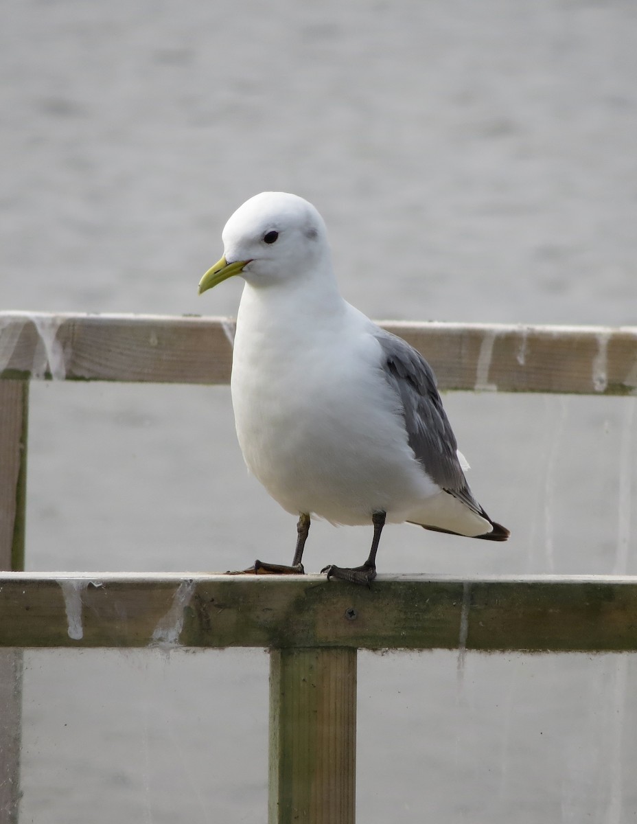 Mouette tridactyle - ML589465081