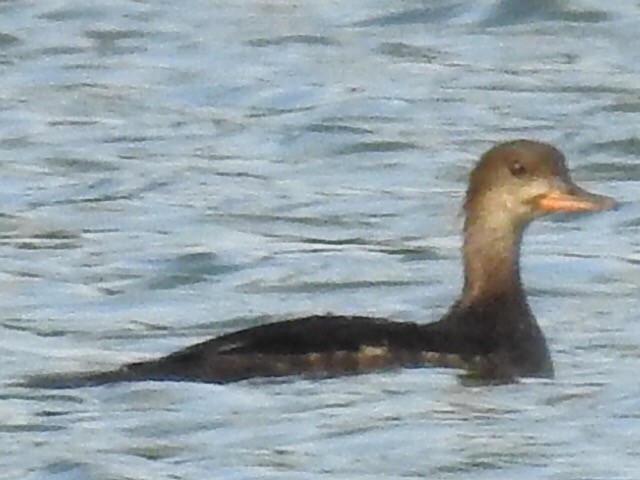 Hooded Merganser - ML58946531