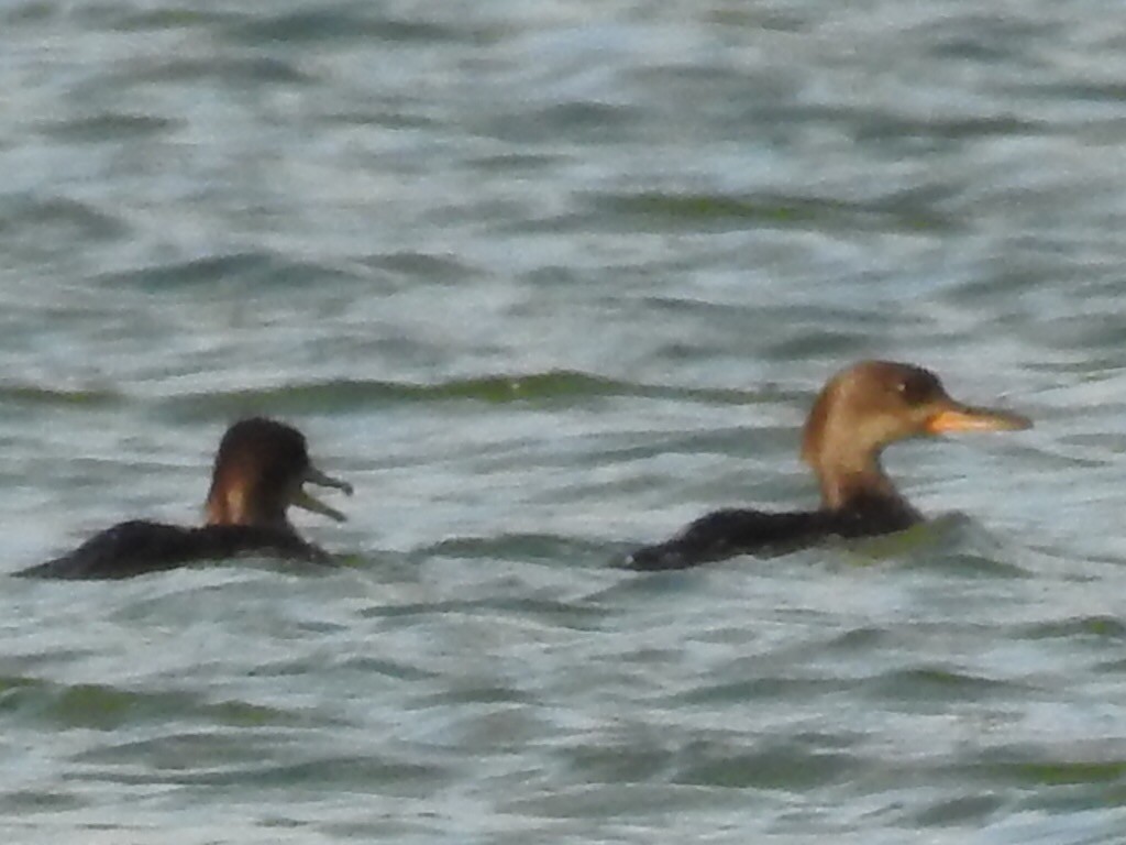 Hooded Merganser - ML58946541