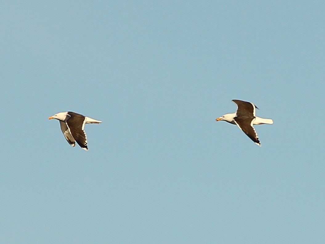 Great Black-backed Gull - ML58946581