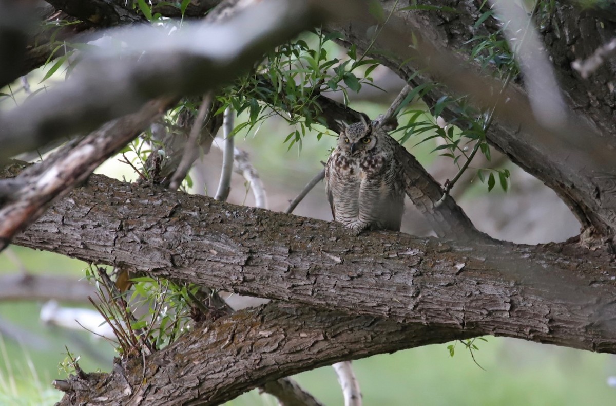 Great Horned Owl - ML589466421