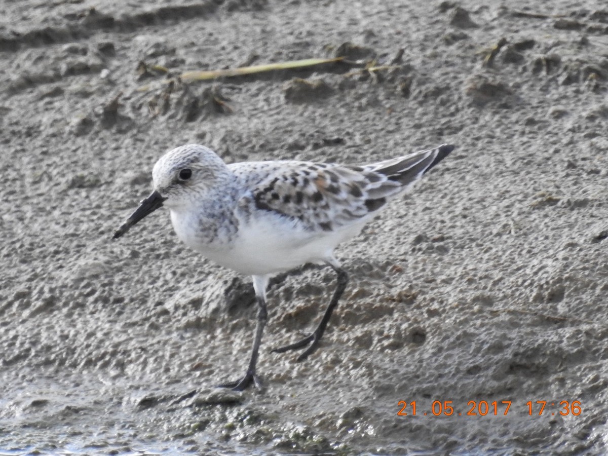 Bécasseau sanderling - ML58946661