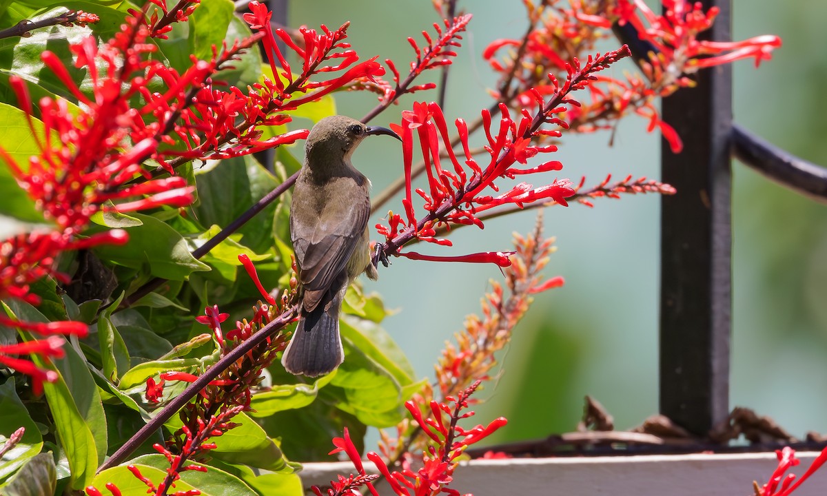 Elfennektarvogel - ML589468651