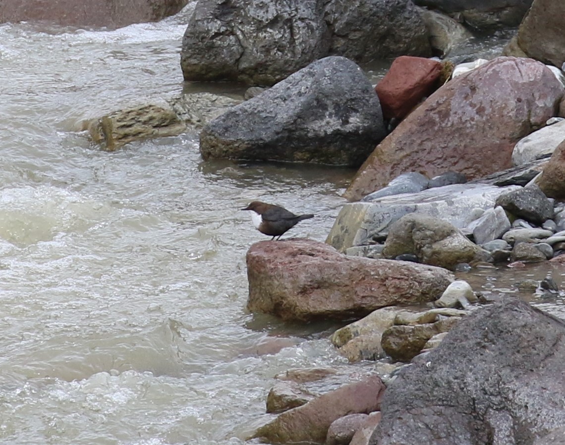 White-throated Dipper - ML589468941