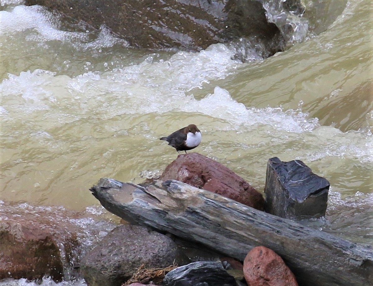 White-throated Dipper - ML589468951