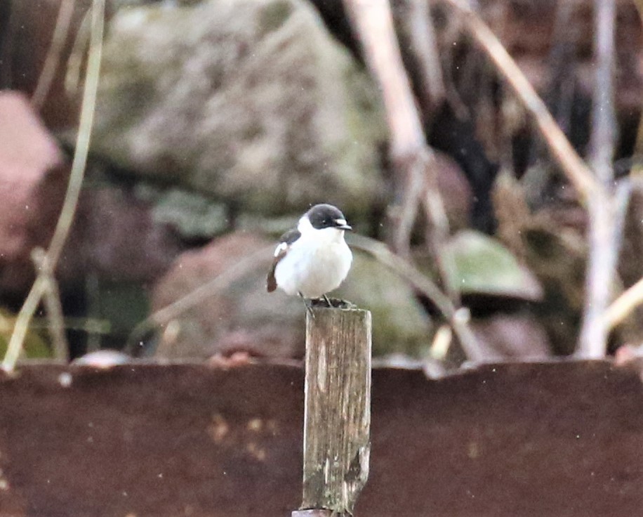 Semicollared Flycatcher - ML589469241