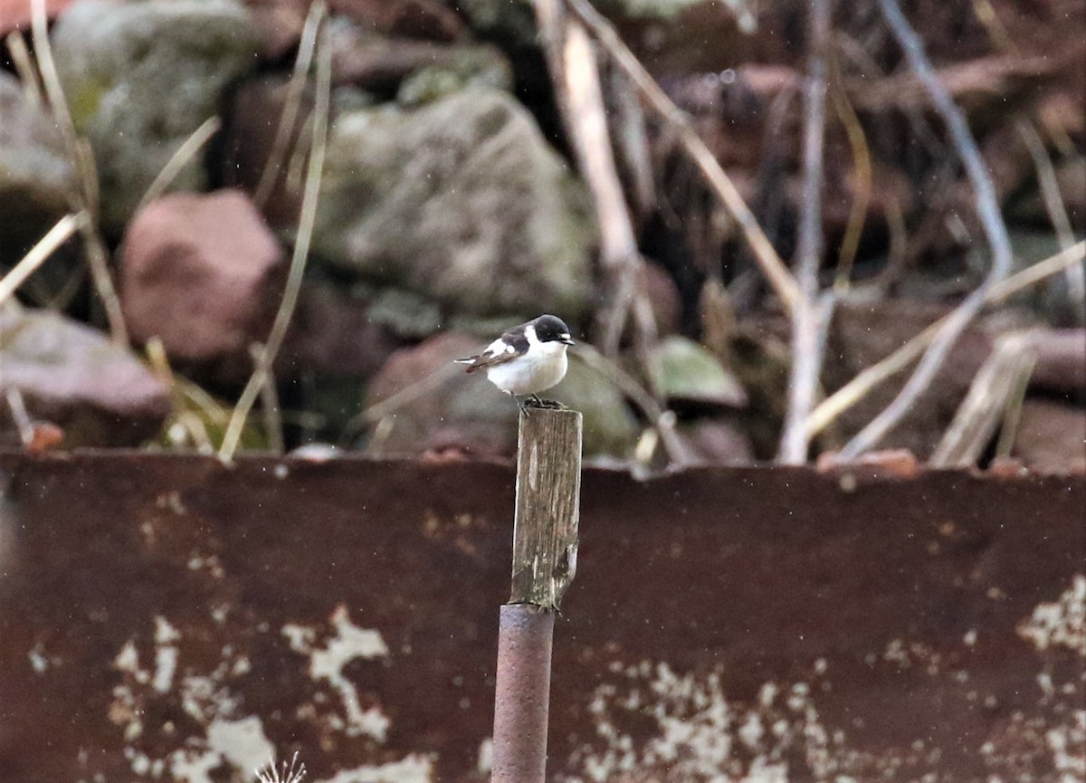 Semicollared Flycatcher - ML589469251