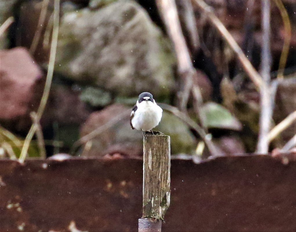 Semicollared Flycatcher - ML589469261