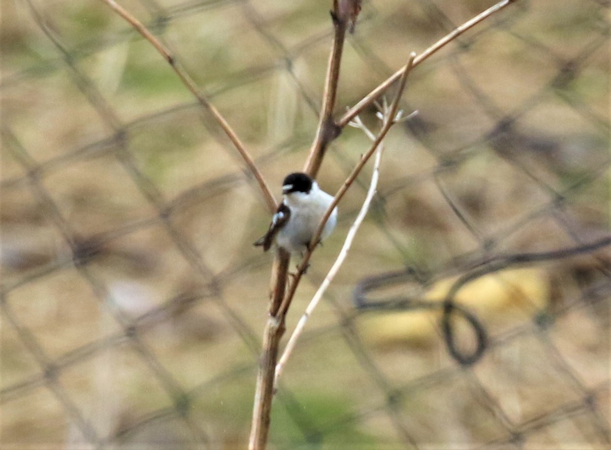 Papamoscas Semiacollarado - ML589469271