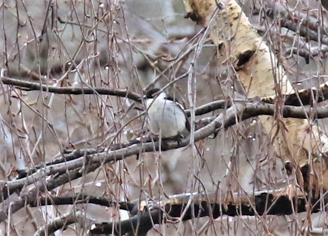 Semicollared Flycatcher - ML589469291