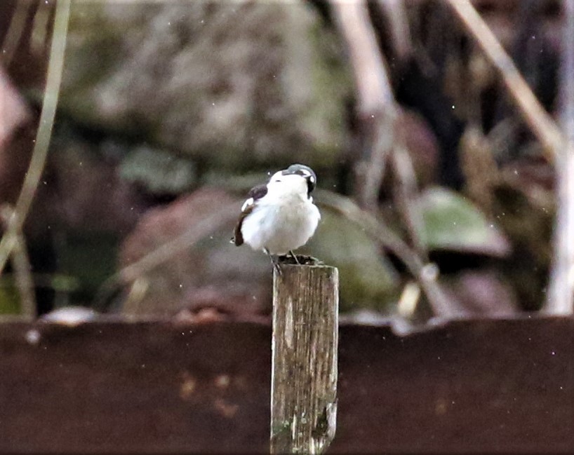 Semicollared Flycatcher - ML589469301