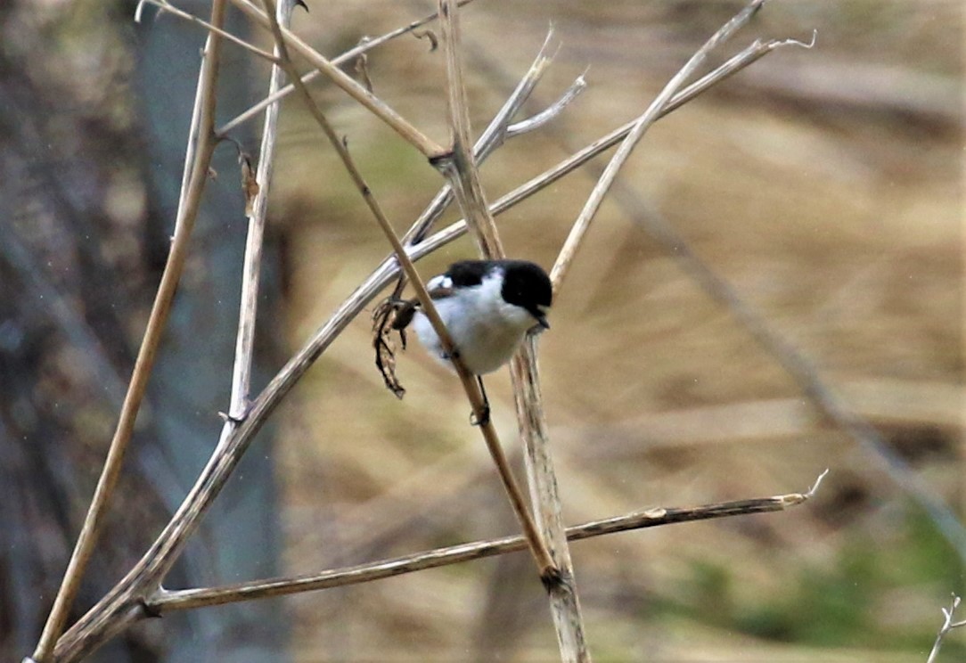 Semicollared Flycatcher - ML589469311