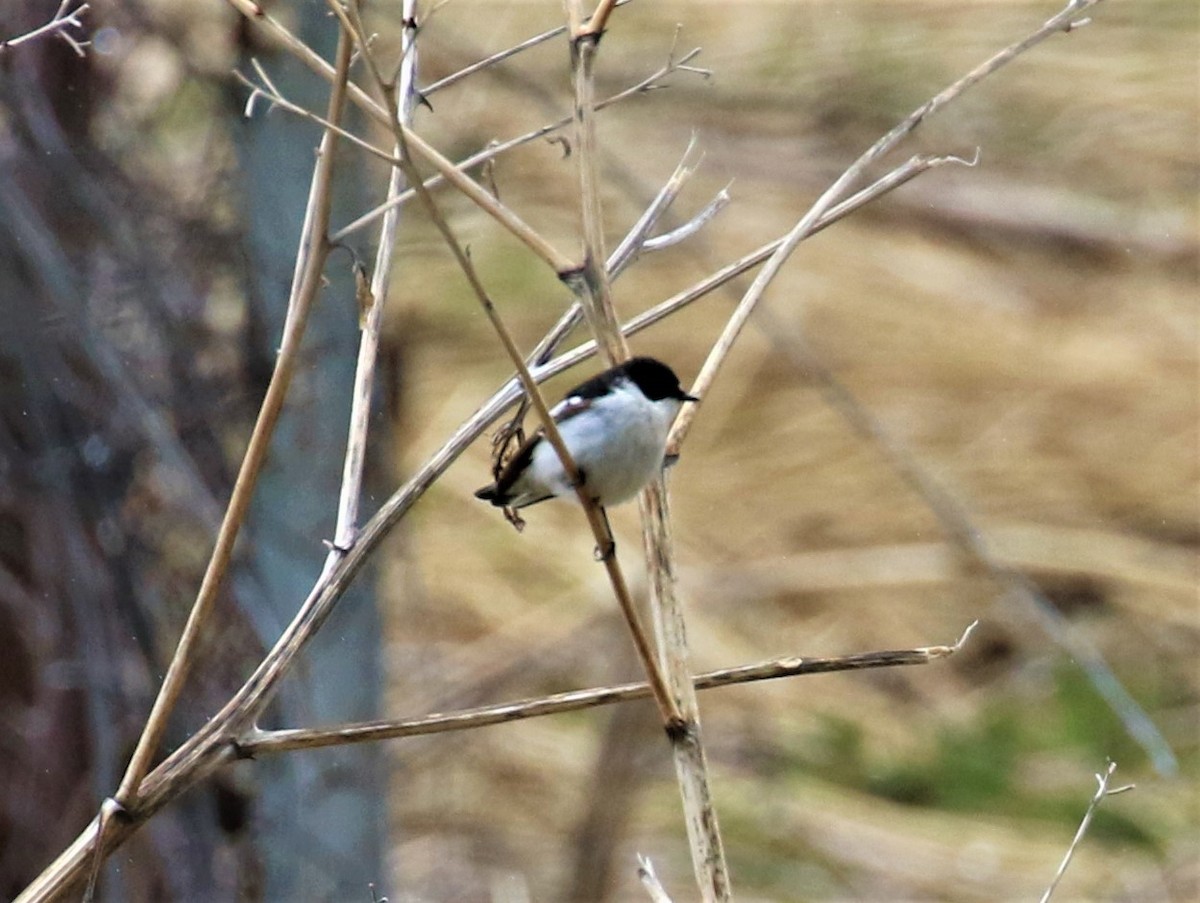 Semicollared Flycatcher - ML589469321