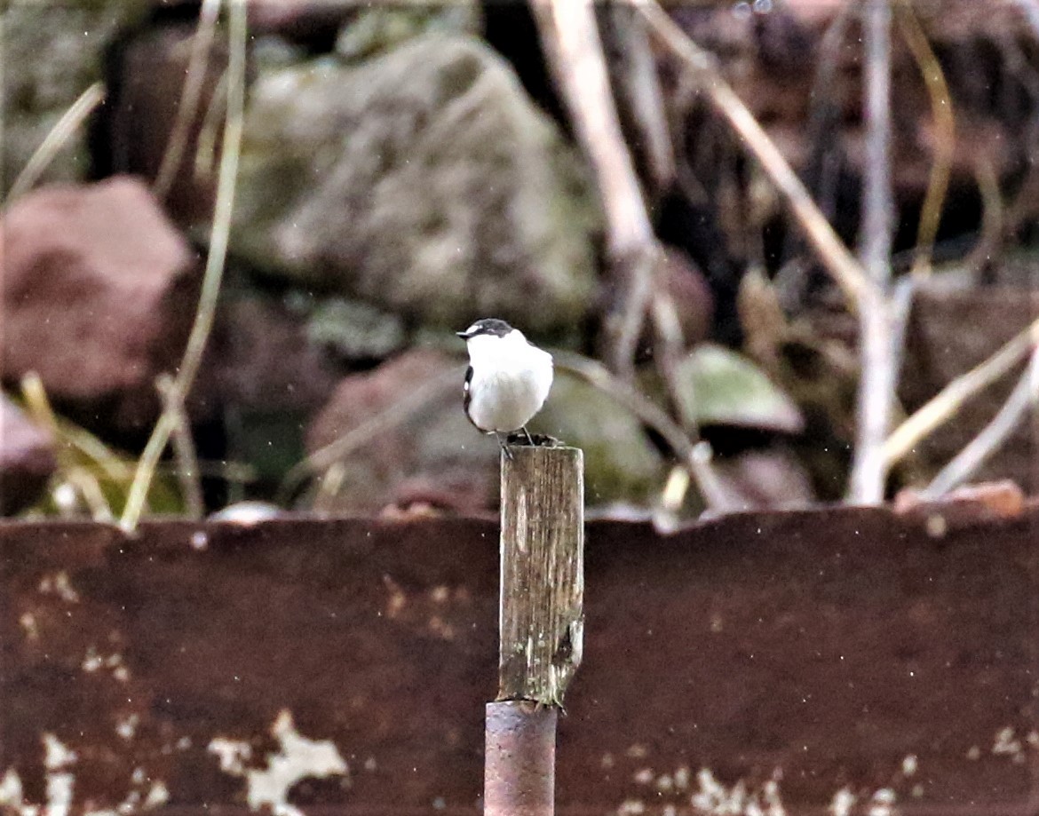 Semicollared Flycatcher - ML589469331