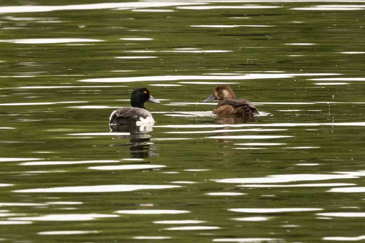 Greater Scaup - ML589470441