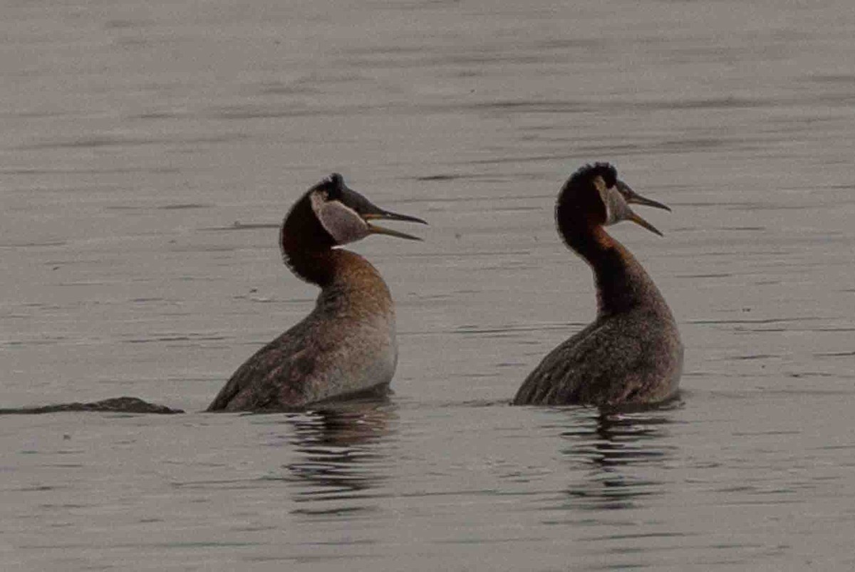 Red-necked Grebe - ML589470521