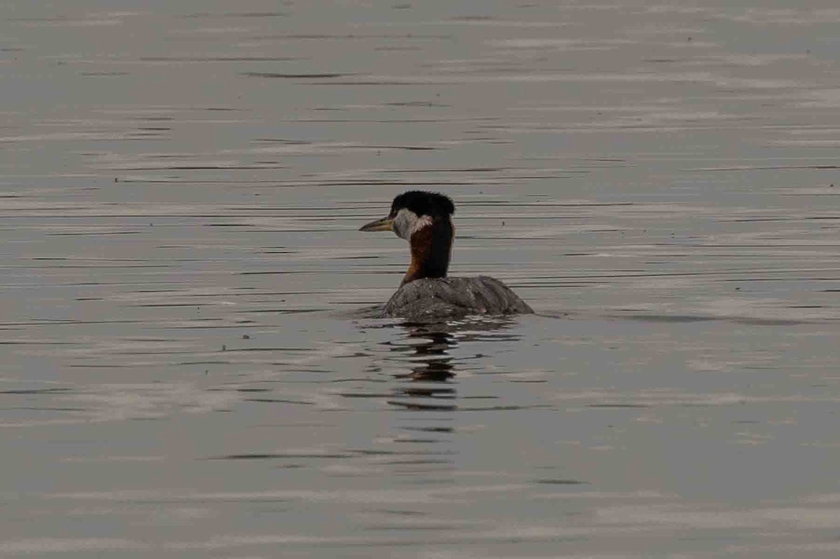 Red-necked Grebe - ML589470531