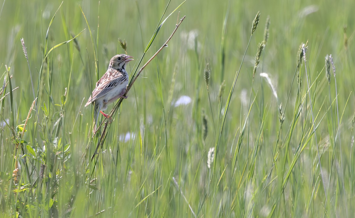 Baird's Sparrow - Connor Cochrane