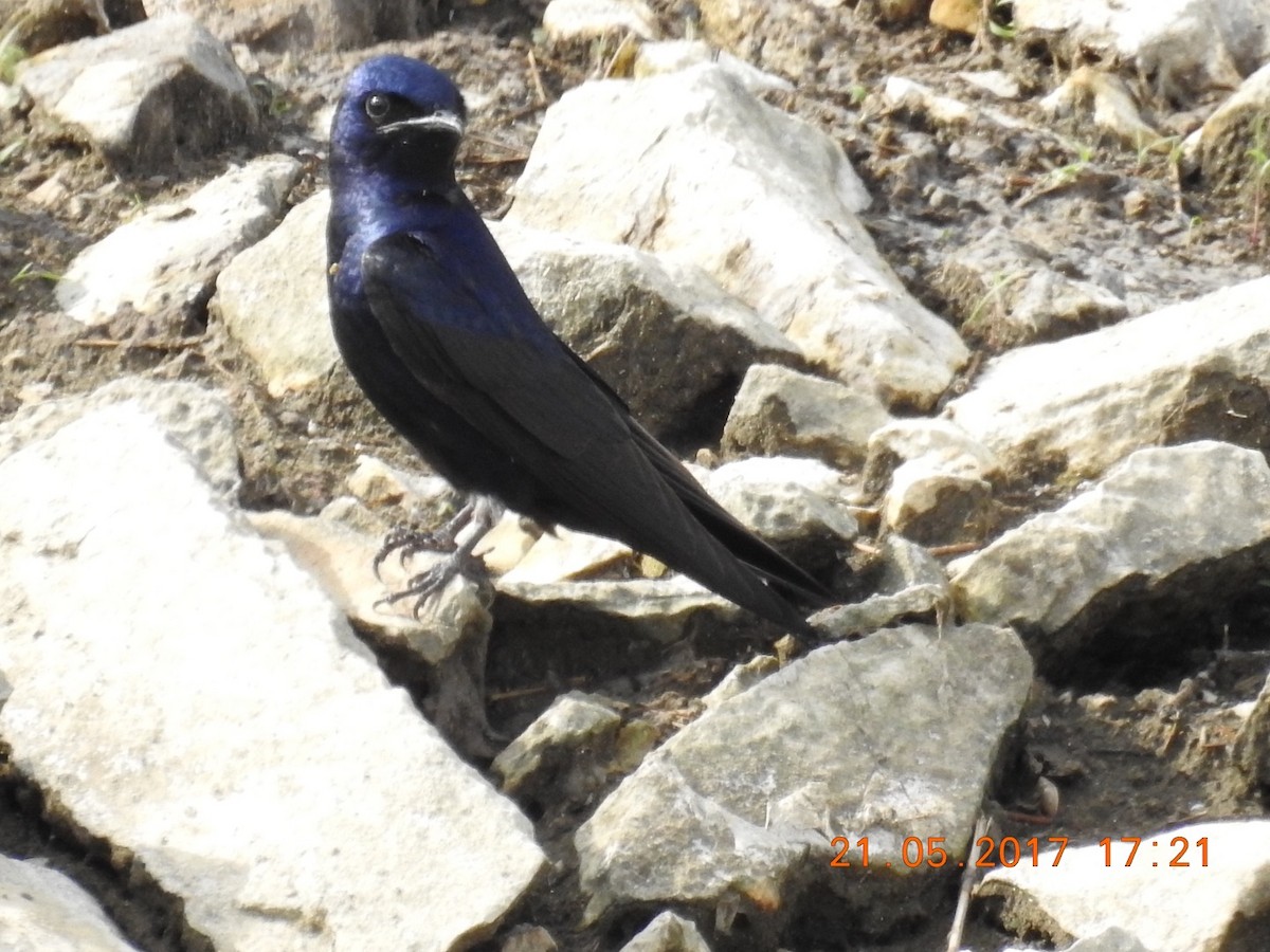 Purple Martin - ML58947141