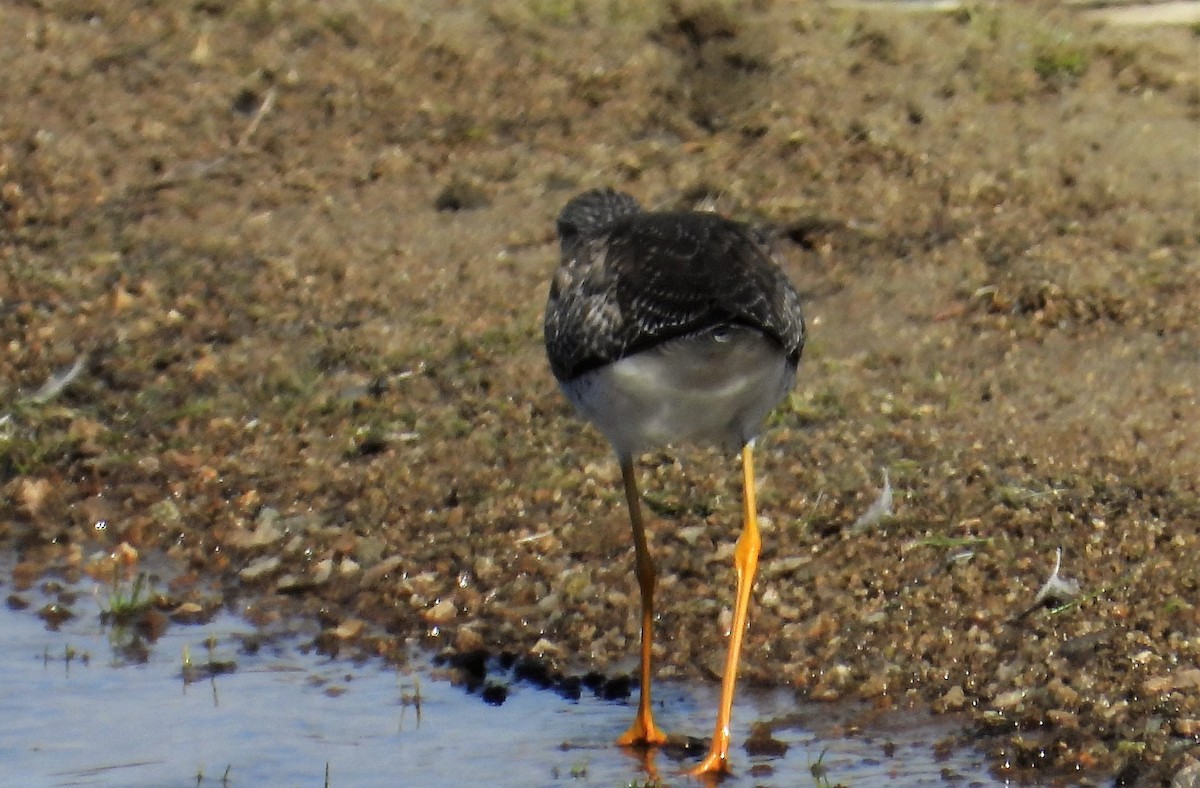 Greater Yellowlegs - ML589471661