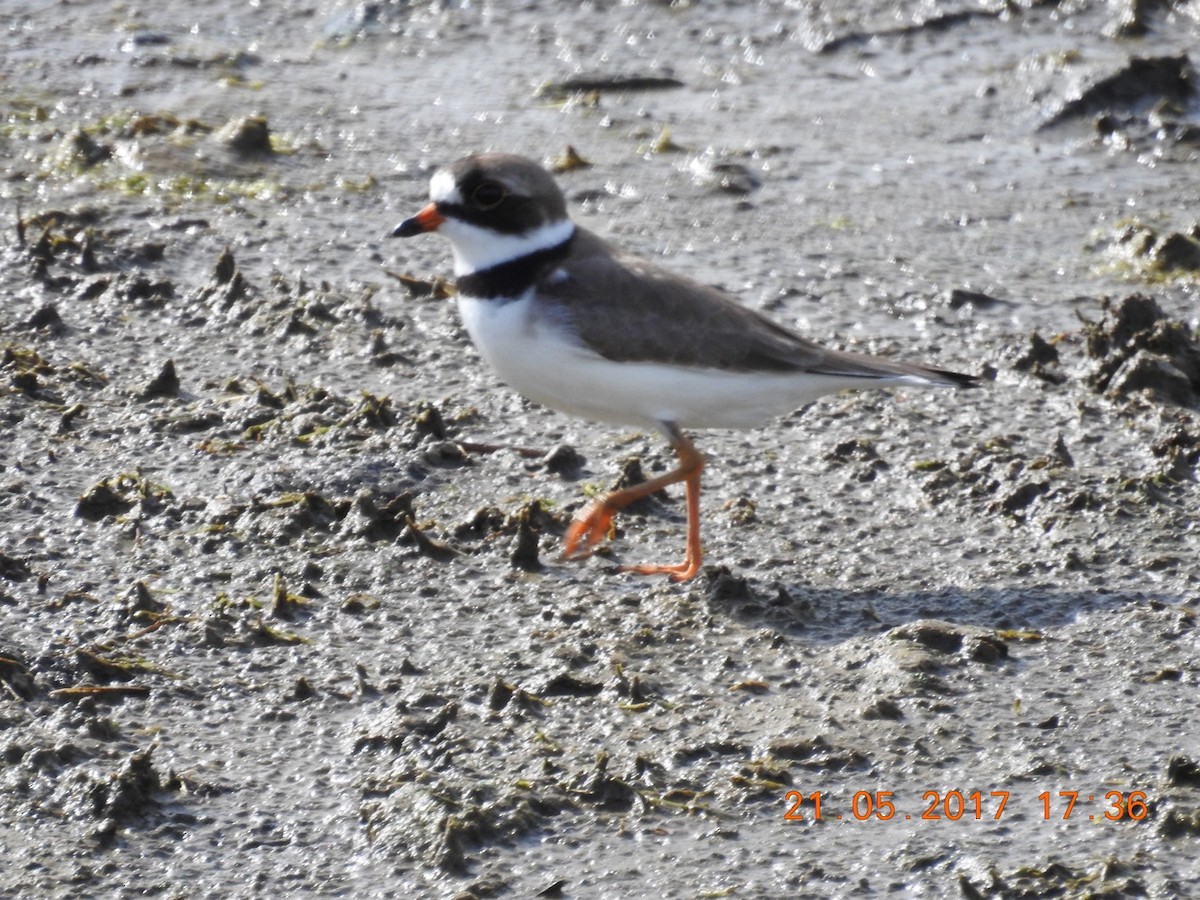 Semipalmated Plover - ML58947201