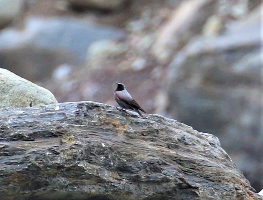 Wallcreeper - ML589473311