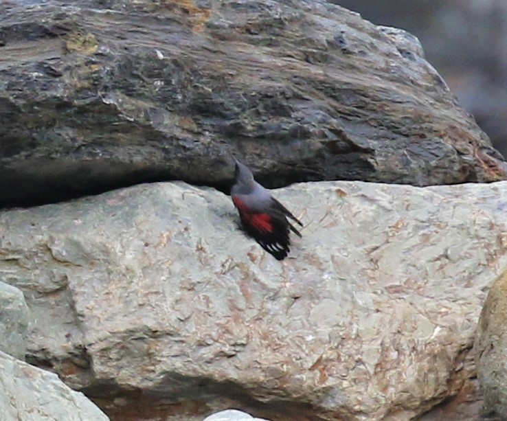 Wallcreeper - ML589473321