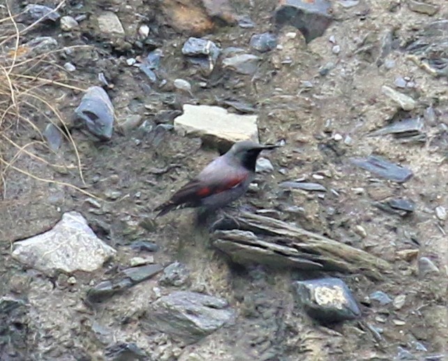 Wallcreeper - ML589473341